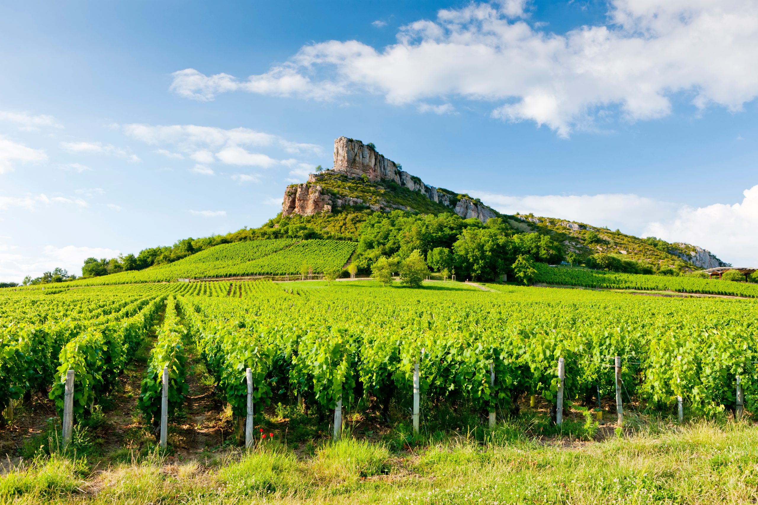 Exclusive French Wine Tours & Private Cellar Encounters