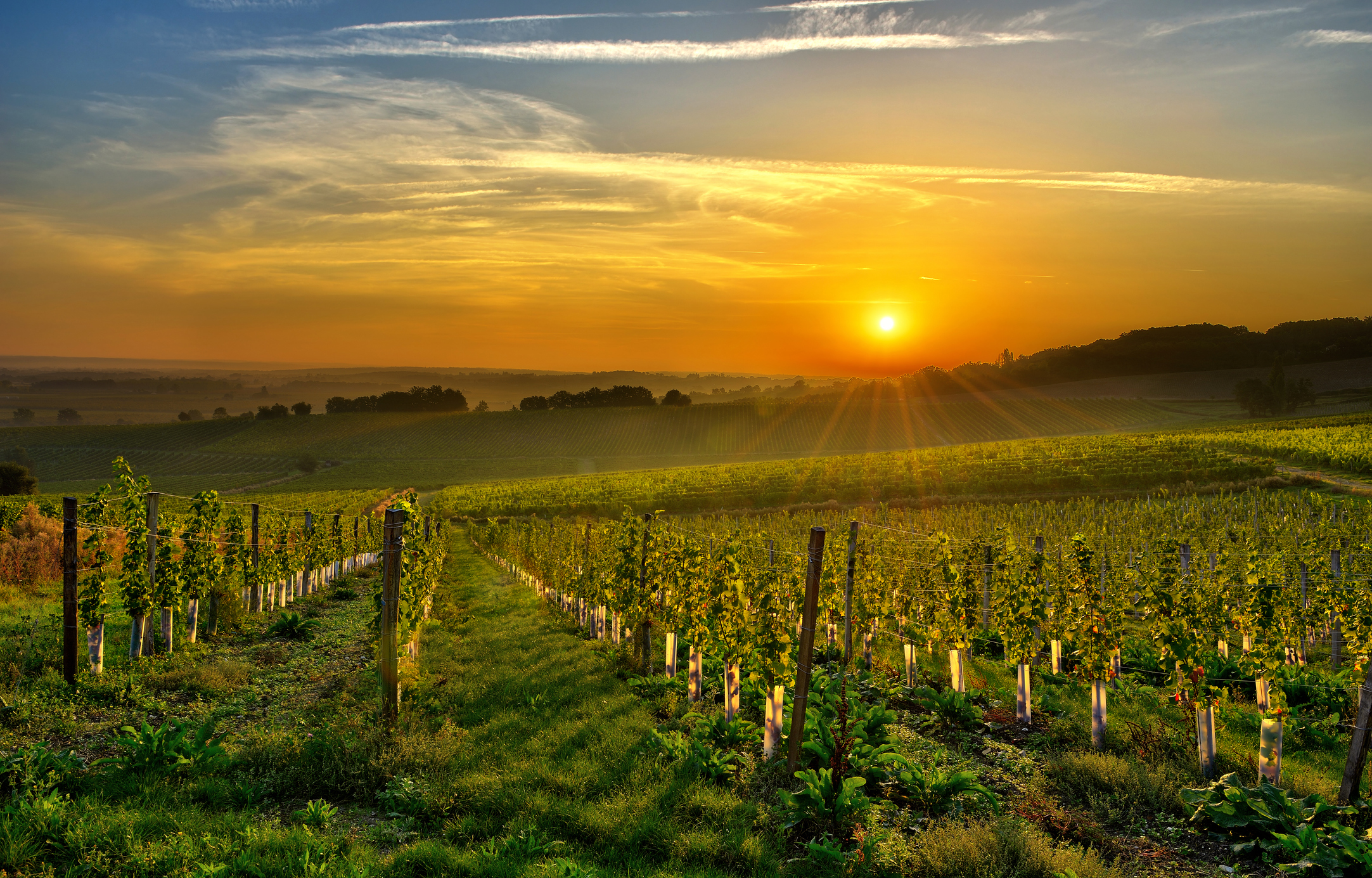 Sunset on a vineyard in the Pyrenees