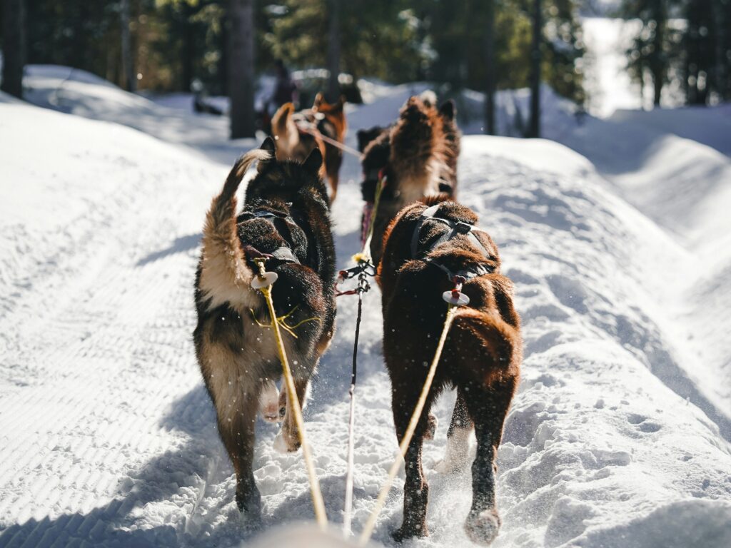 Adventurous Proposal in the French Alps: Romance in the Snow