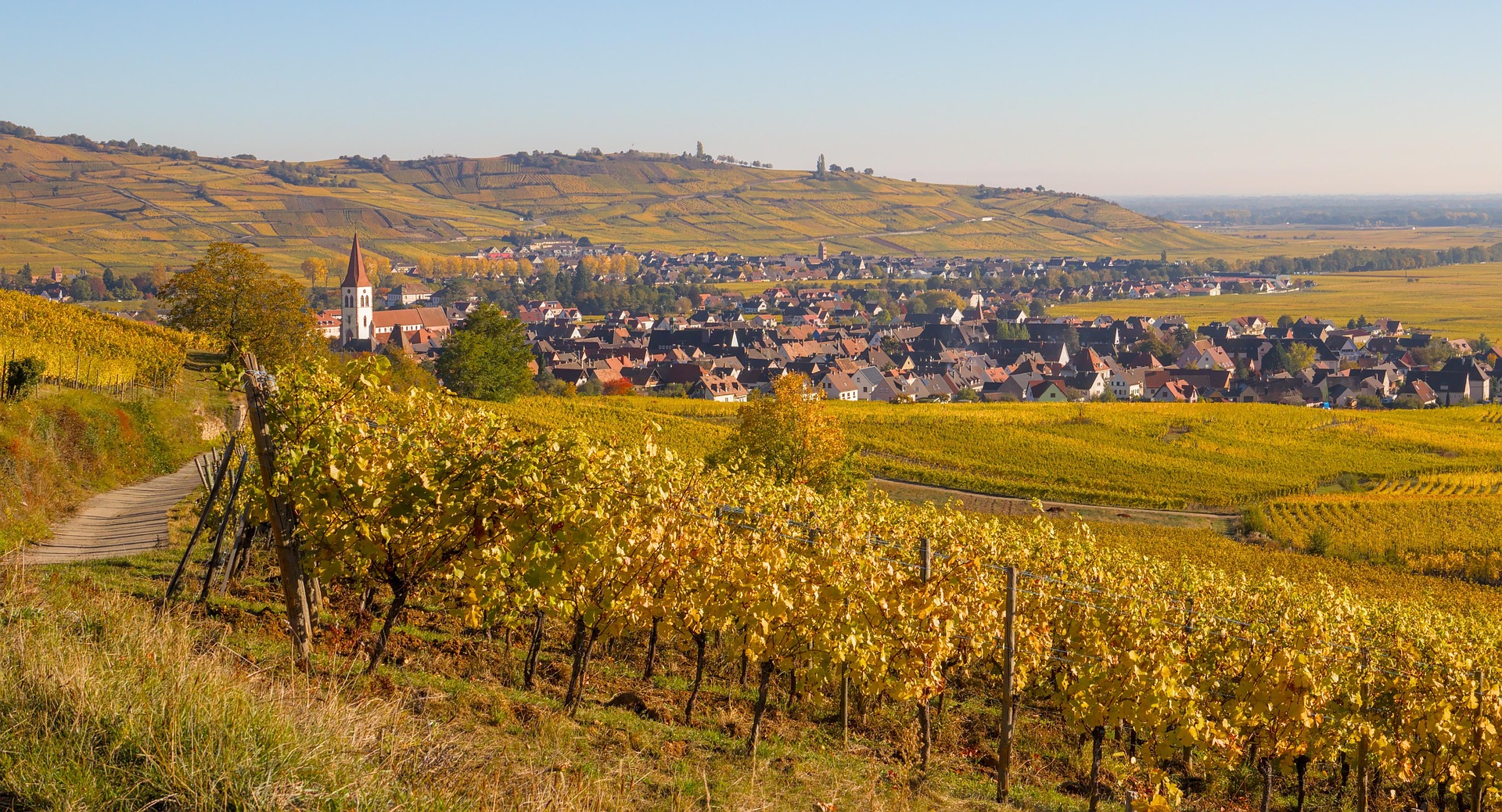 Vineyard valley in Alsace during fall